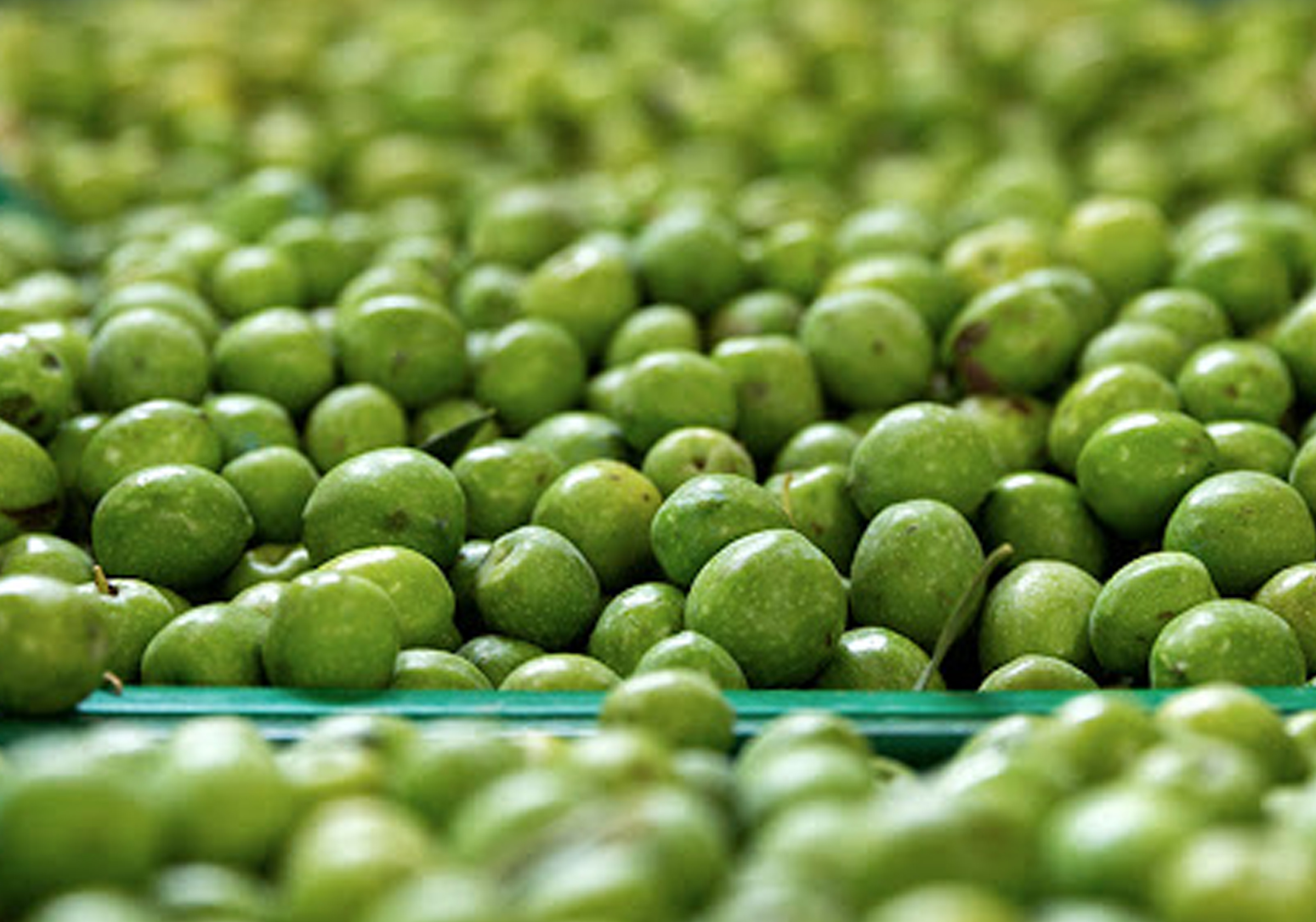 Olive intere pronte per il campionamento con IAS-OLIVE+